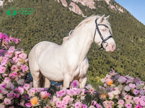 Cao ngựa bạch là gì?