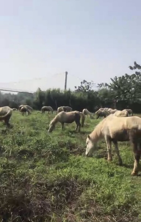 Cao ngựa bạch Hùng Bình