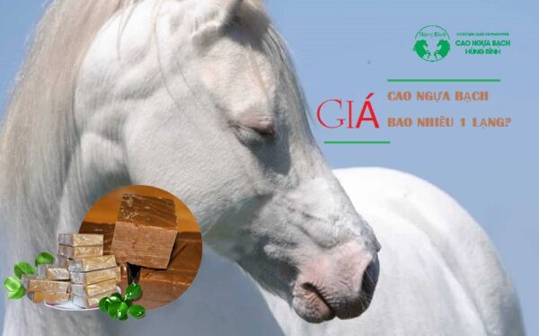 Cao ngựa bạch giá bao nhiêu 1 lạng?