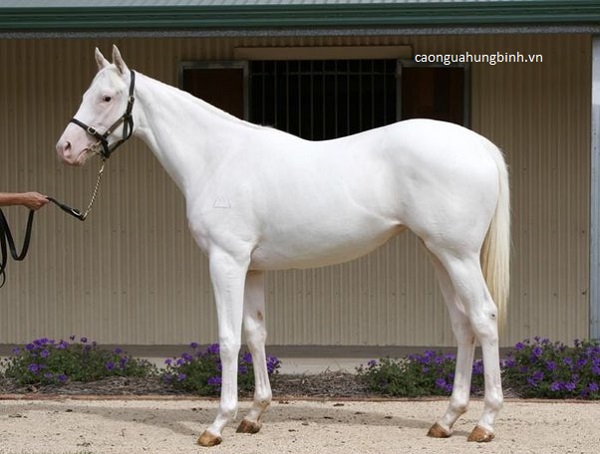 Cao ngựa bạch là gì?