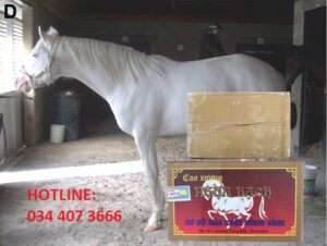 Cao ngựa bạch giá bao nhiêu một lạng?