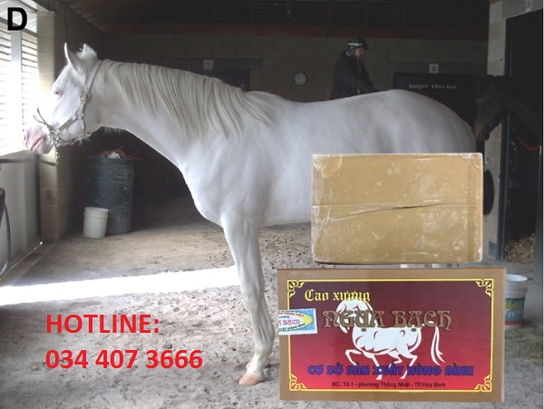 Cao ngựa bạch giá bao nhiêu một lạng?