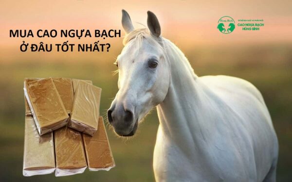 Mua cao ngựa bạch ở đâu tốt nhất? Cao ngựa bạch giá bao nhiêu?