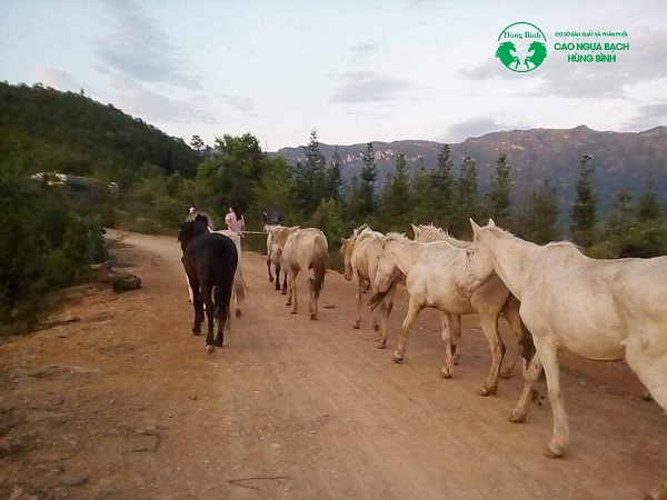 Mua cao ngựa bạch ở đâu tốt nhất